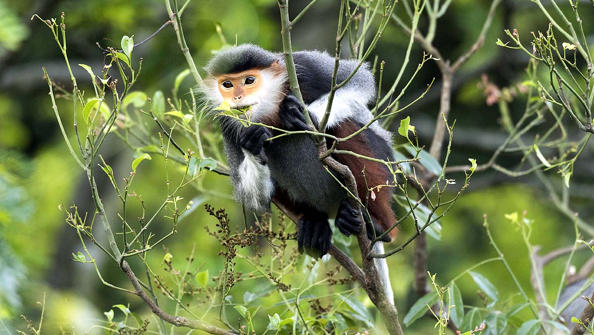 Zen Monkey