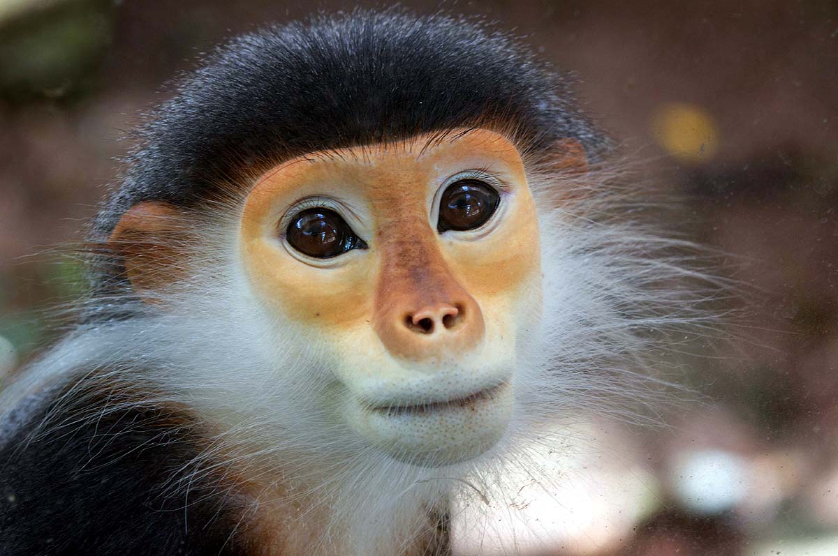Zen Monkey