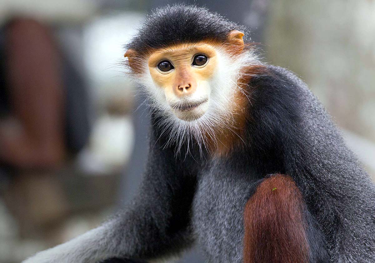 Zen Monkey