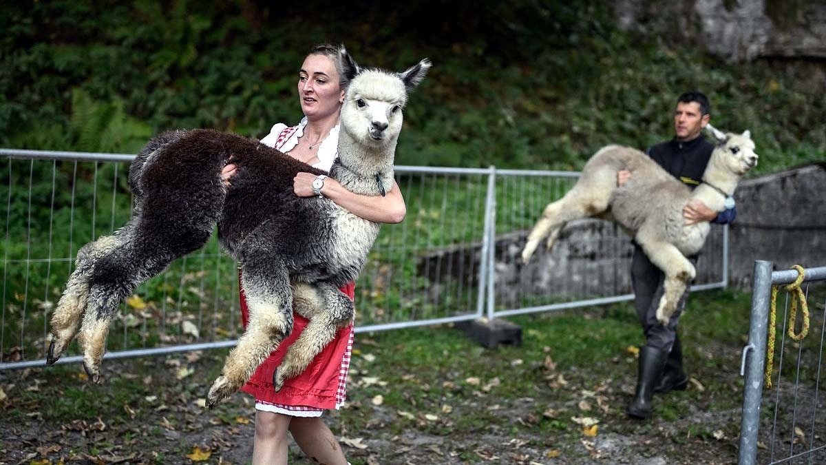 Alpacas 