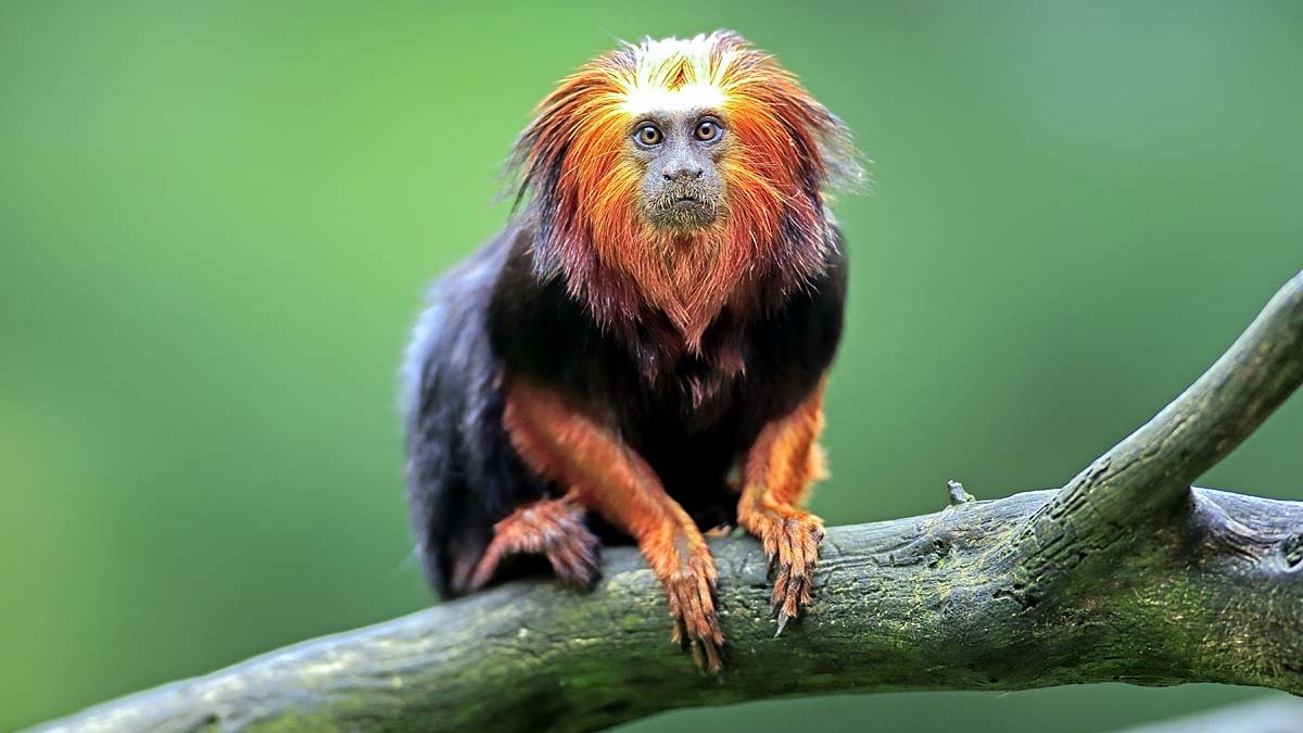 Black-Faced Lion Tamarin