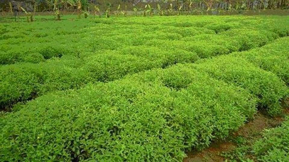 Stevia Leaves Are Used as a Sugar Substitute
