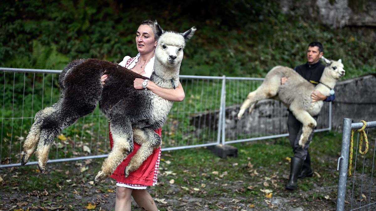 Alpaca