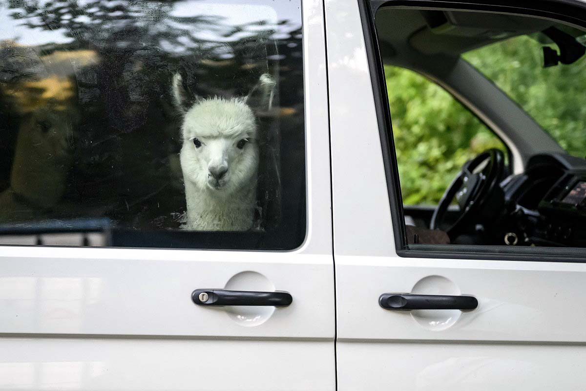 Alpaca
