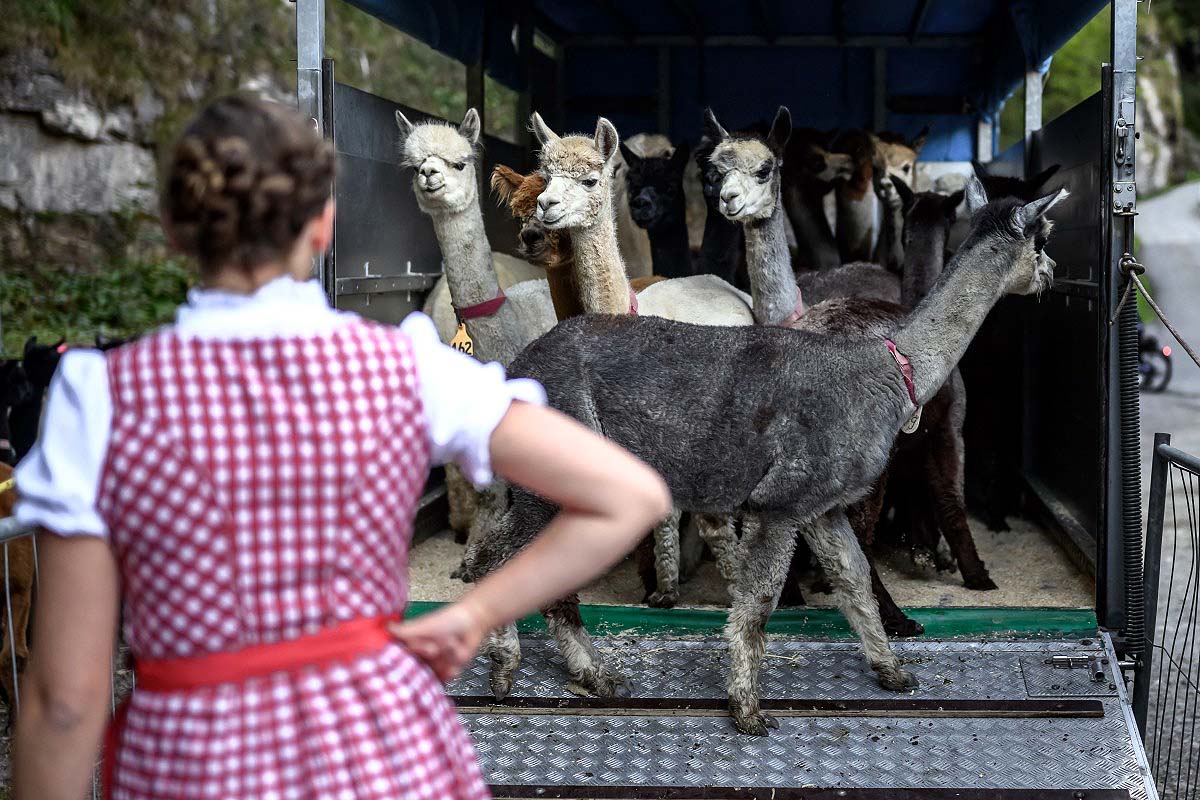 Alpaca