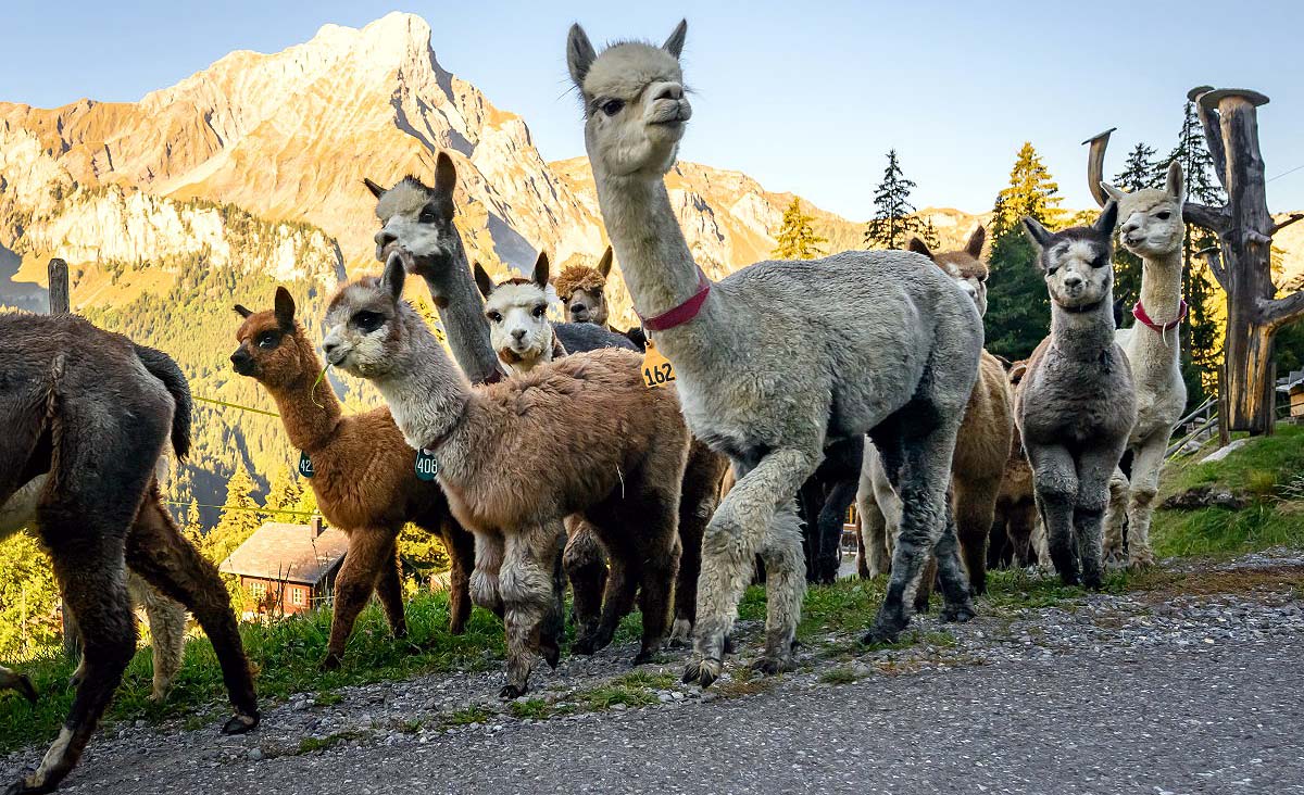 Alpaca