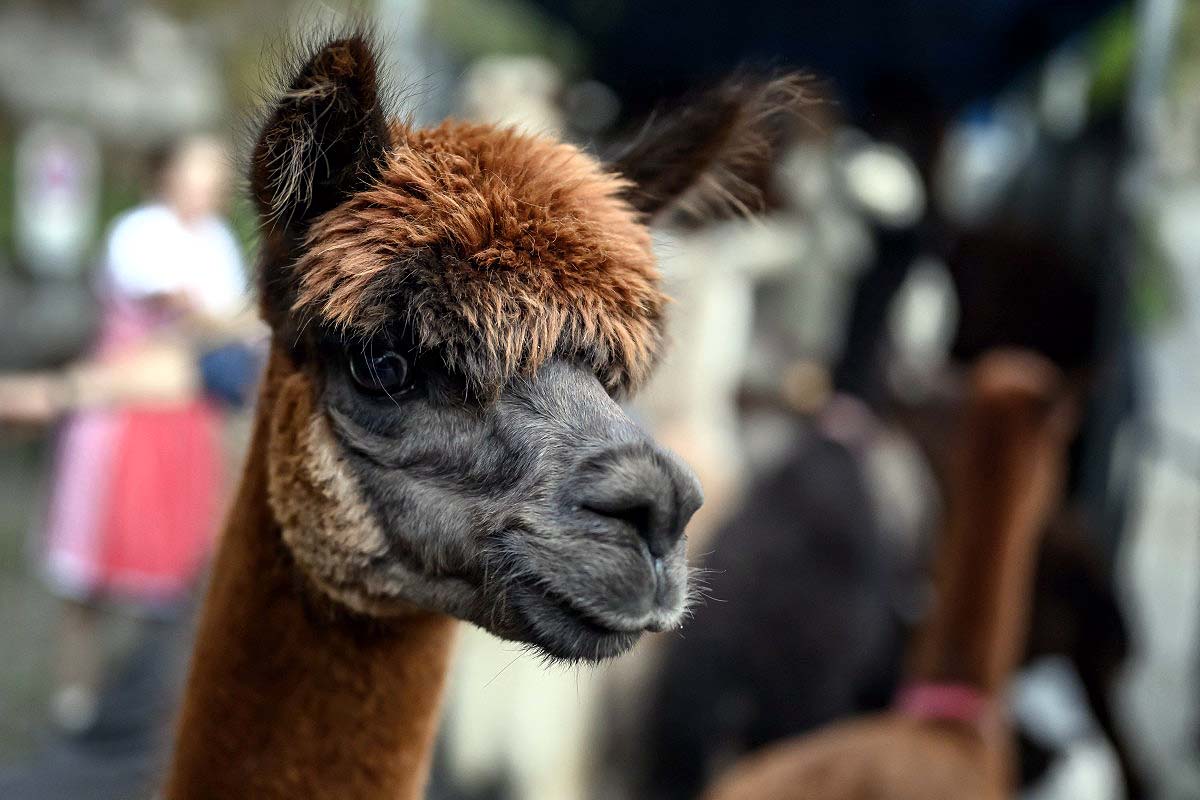 Alpaca