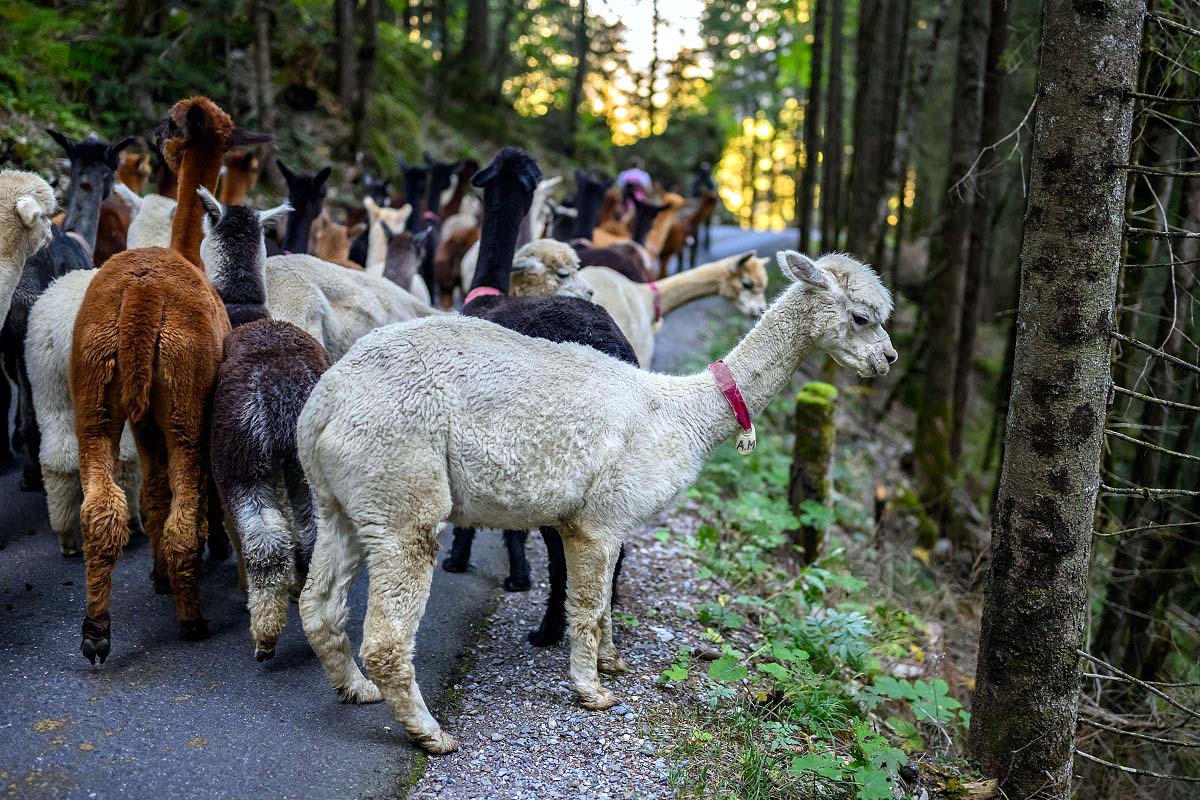 Alpaca