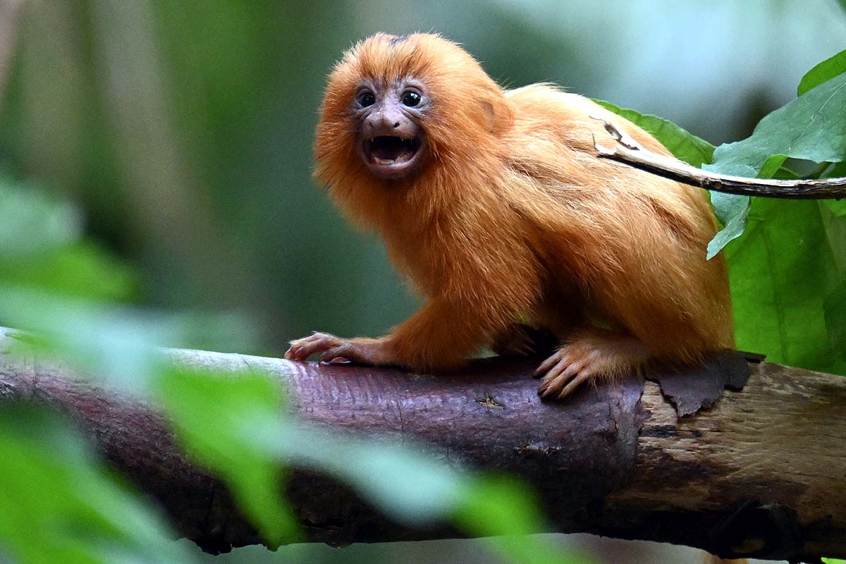 Black-Faced Lion Tamarin