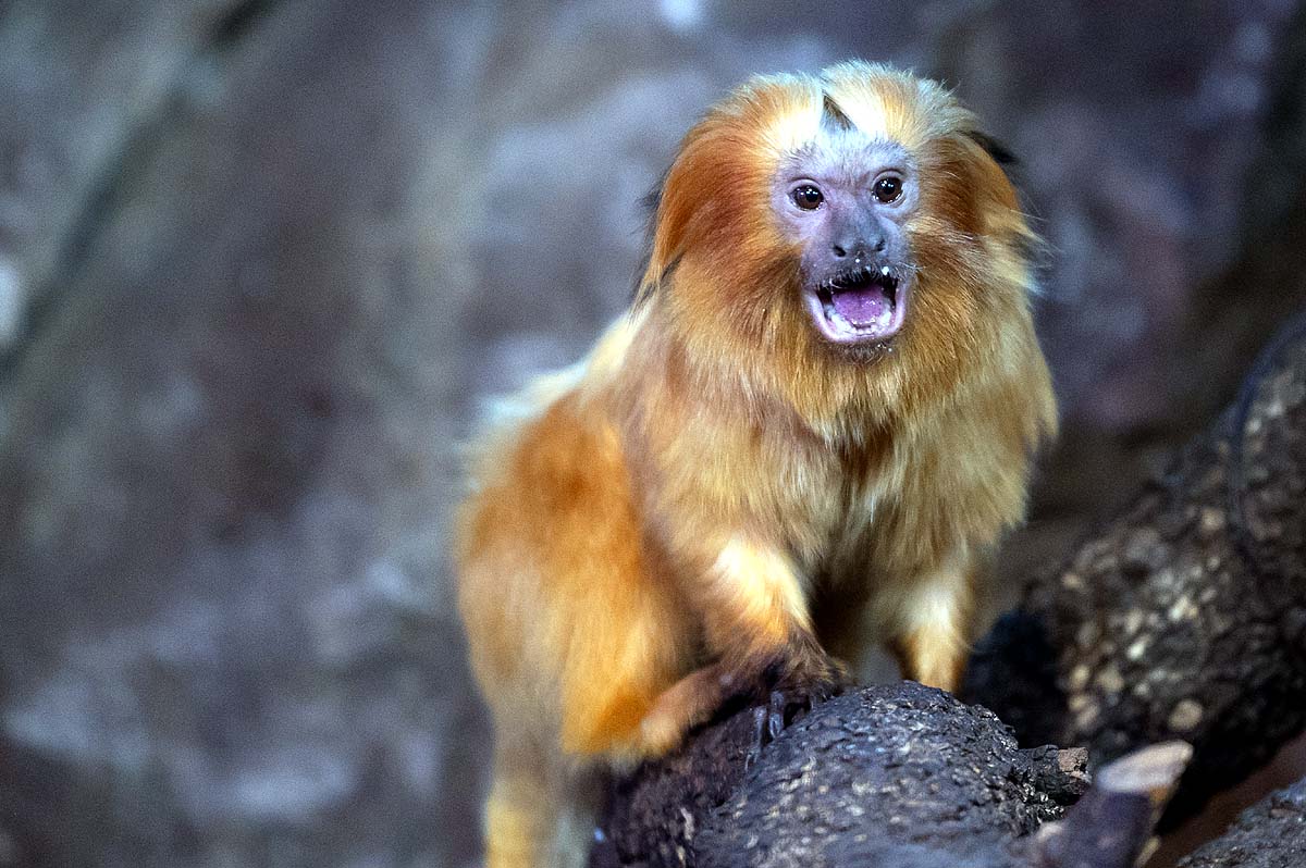Black-Faced Lion Tamarin