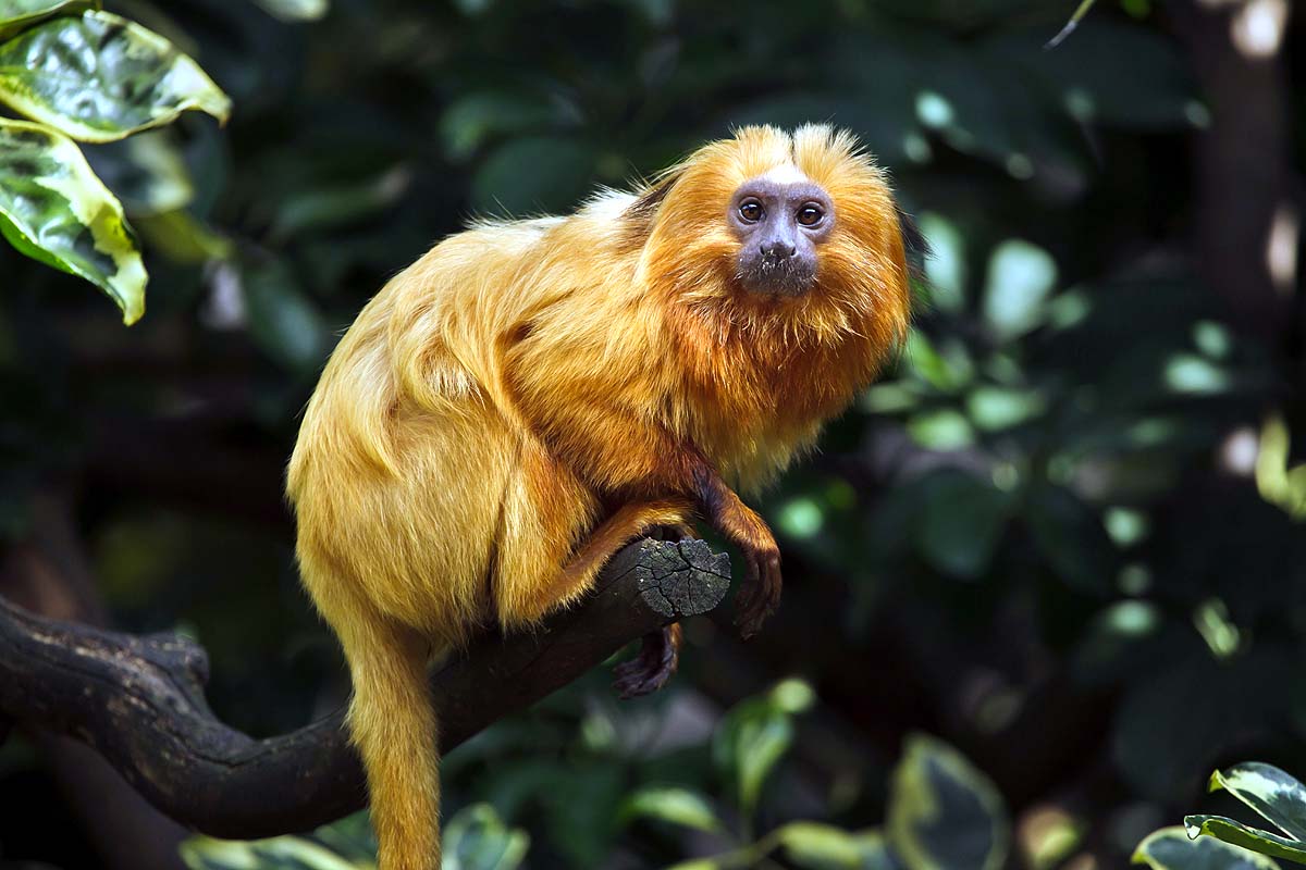 Black-Faced Lion Tamarin