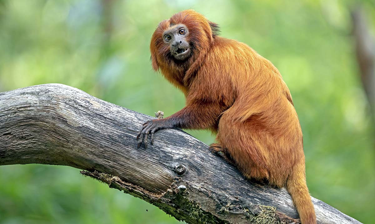 Black-Faced Lion Tamarin