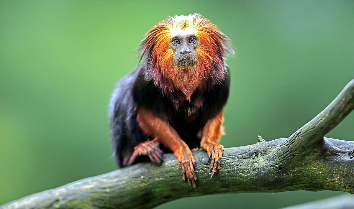 Black-Faced Lion Tamarin