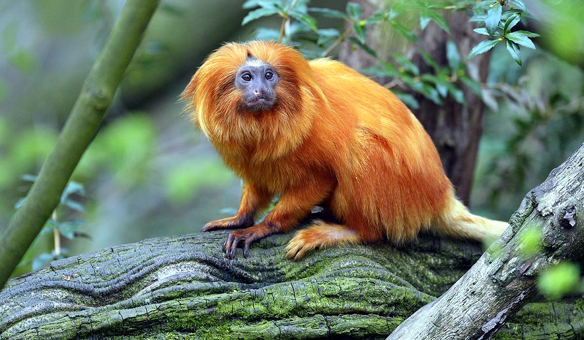 Black-Faced Lion Tamarin