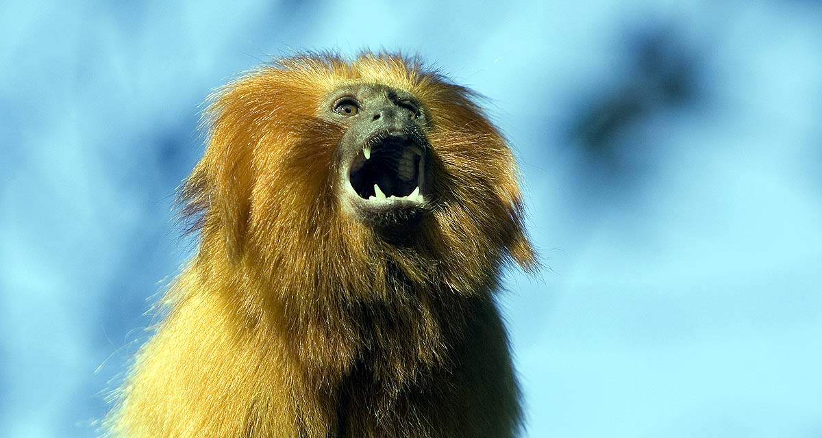 Black-Faced Lion Tamarin