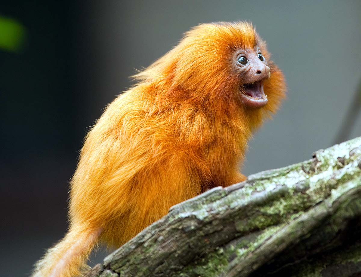 Black-Faced Lion Tamarin
