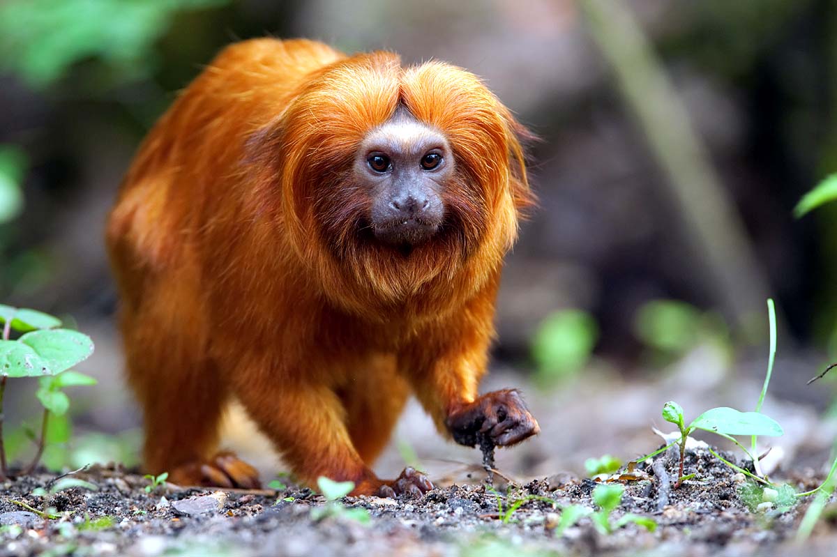 Black-Faced Lion Tamarin