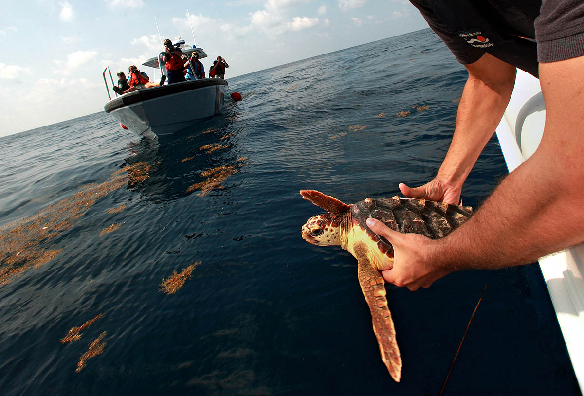 BP Oil Spill