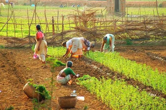 तुलसी, अश्वगंधा, शतावरी विकल्प