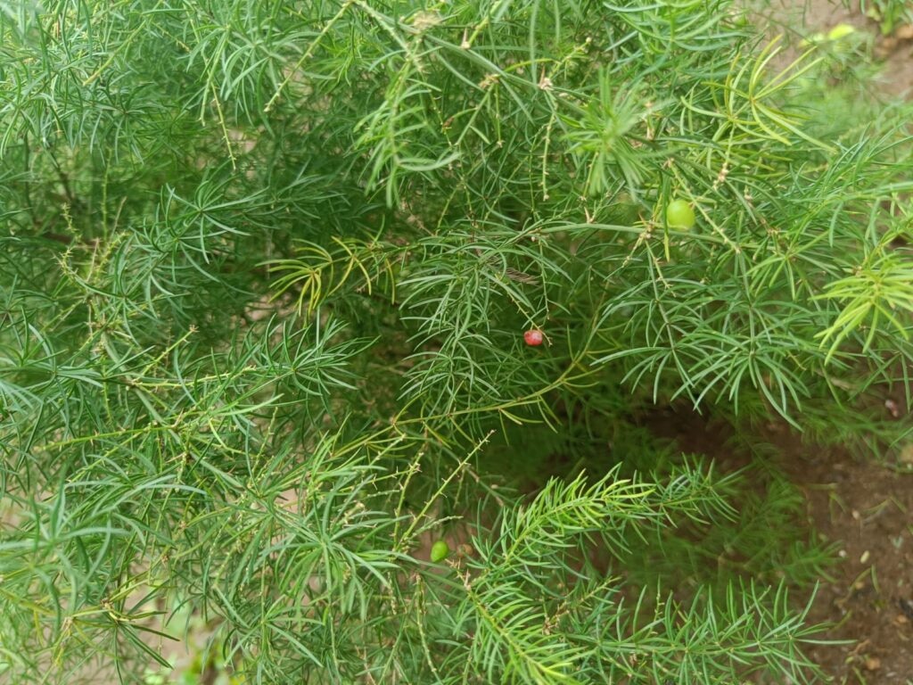 खेती से पहले इन बातों का ध्यान
