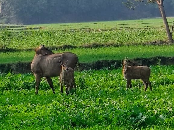 अन्ना पशुओं से नुकसान भी कम