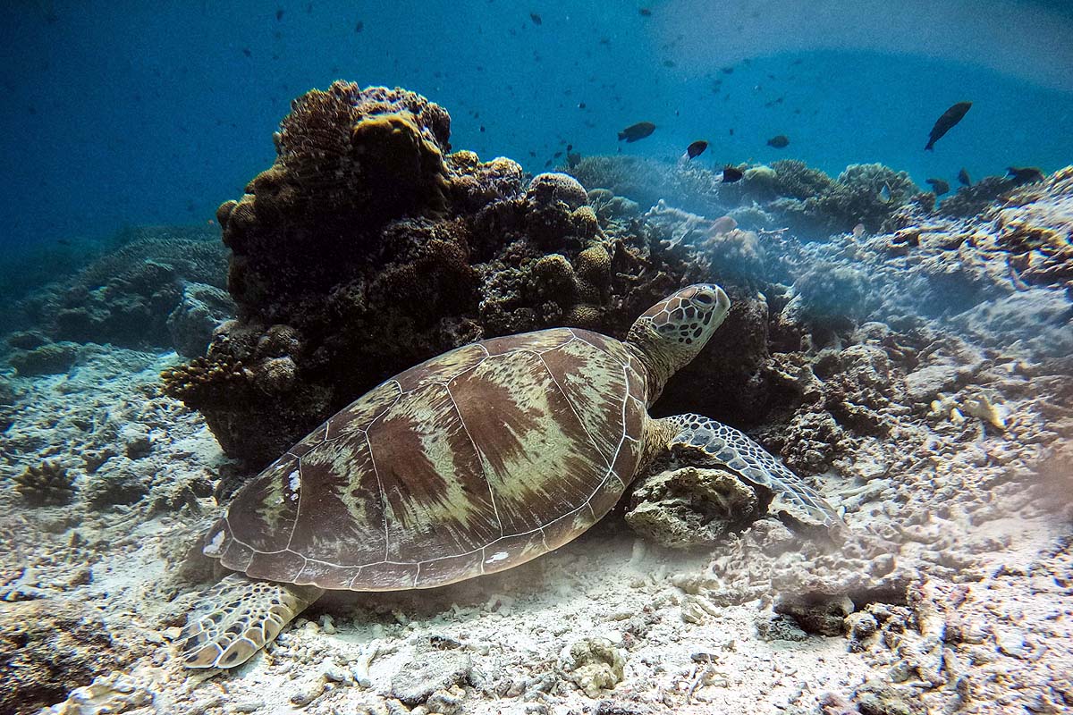 Green Sea Turtle