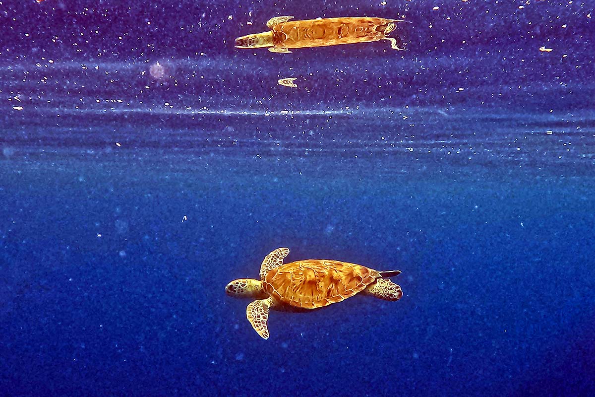 Green Sea Turtle