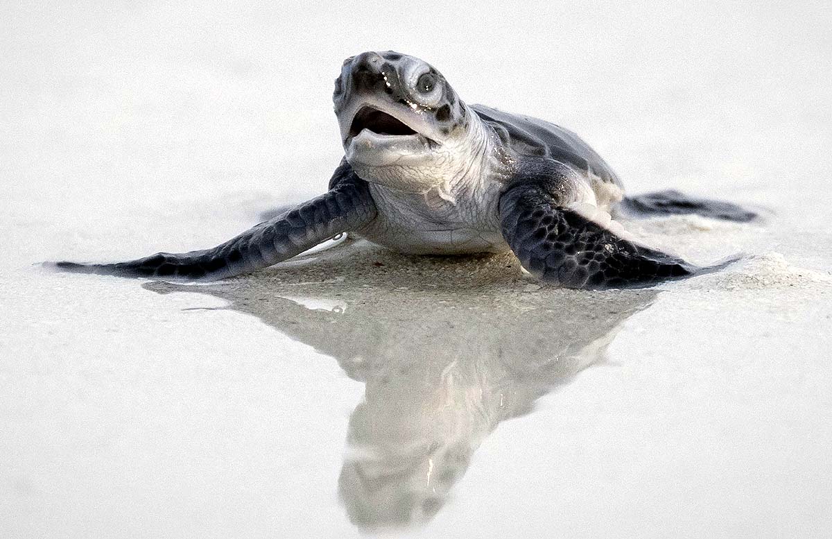 Green Sea Turtle