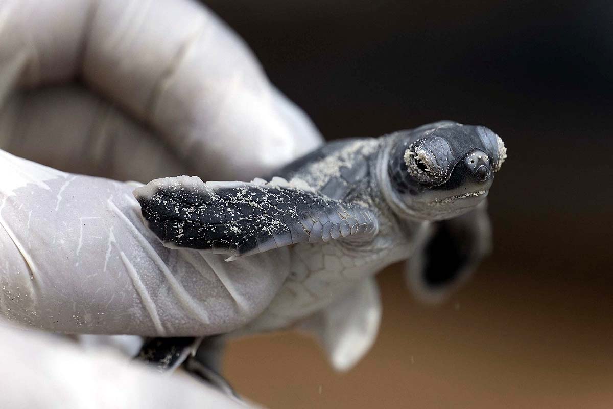 Green Sea Turtle
