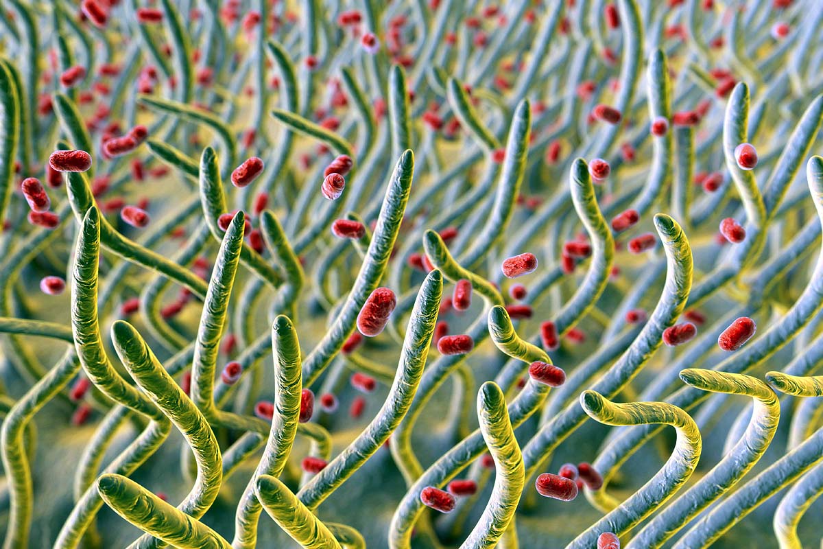10 dangerous bacteria 