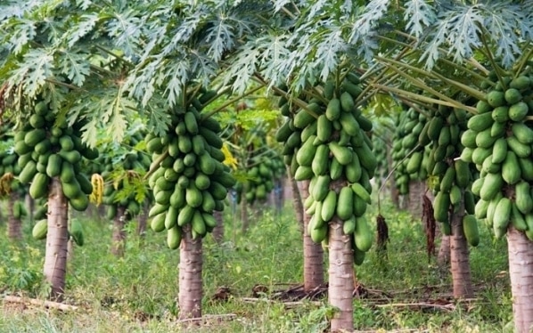 Papaya Farming