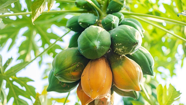 papaya farming