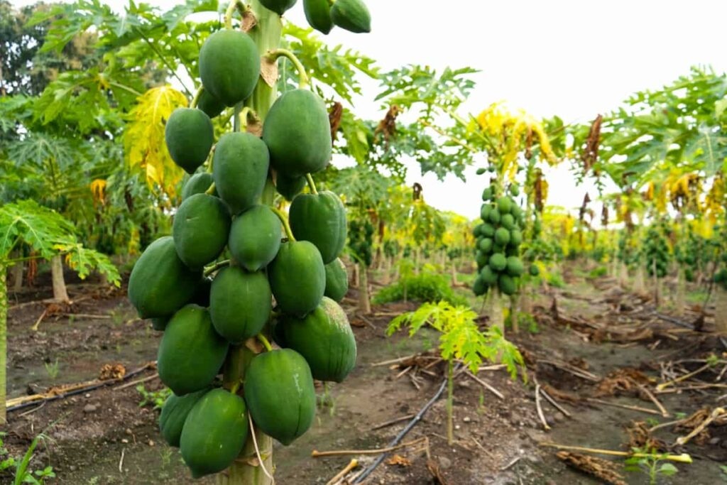 एक पेड़ से कितना मिल सकता है पपीता?