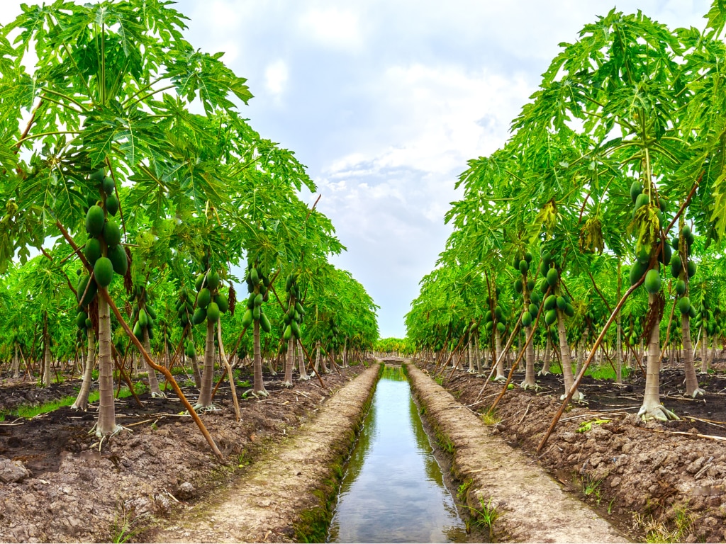 papaya farming 