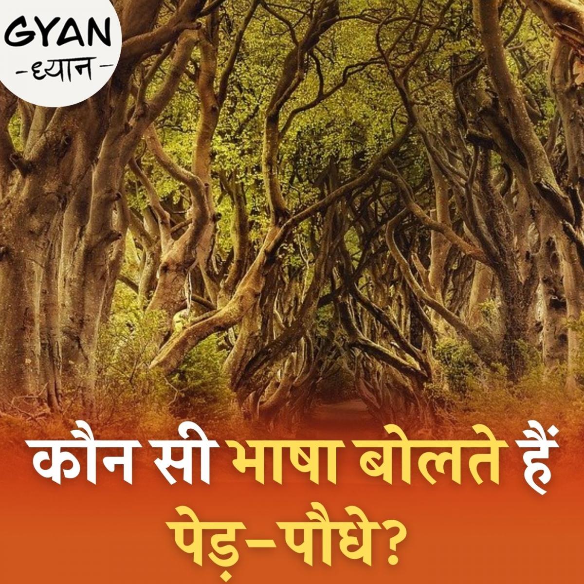 पेड़ पौधे आपस में कैसे करते हैं बातें? ज्ञान ध्यान, Ep 135 how do