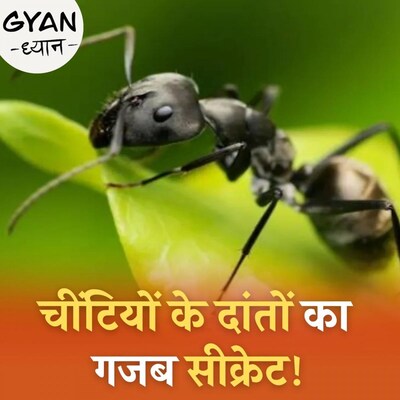 चीटियां कैसे दांतो को पैना बनाती है और क्यों इनके काटने पर होता है दर्द? : ज्ञान ध्यान, Ep 336