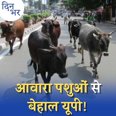 उत्तर प्रदेश में चुनावी वादे के केंद्र में 'सांड' क्यों आया? : दिन भर, 29 दिसंबर