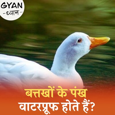जानिए बत्तखों से जुड़ी 10 रोचक बातें: ज्ञान-ध्यान,Ep 364