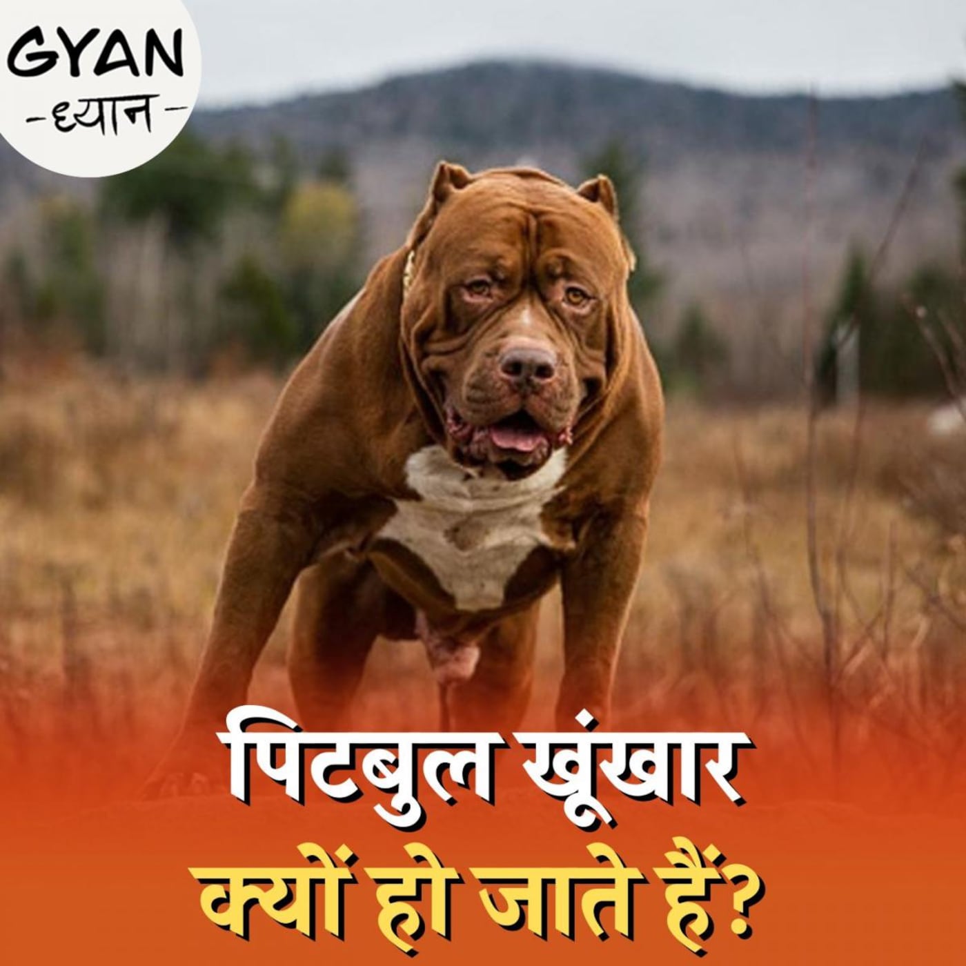 लड़ने के लिए तैयार किए गए पिटबुल कुत्तों को घरों में क्यों पालने लगे लोग? : ज्ञान-ध्यान, Ep 510 लड़ने के लिए तैयार किए गए पिटबुल कुत्तों को घरों में क्यों पालने लगे लोग? : ज्ञान-ध्यान, Ep 510