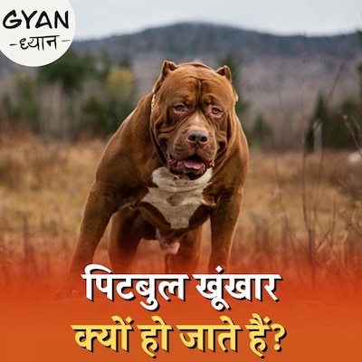 लड़ने के लिए तैयार किए गए पिटबुल कुत्तों को घरों में क्यों पालने लगे लोग?: ज्ञान-ध्यान, Ep 511
