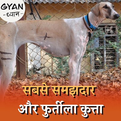 मुधोल हाउंड के देसी नस्ल वाले कुत्तों को भारतीय प्रधानमंंत्री की सुरक्षा में क्यों लगया गया है?: ज्ञान ध्यान, Ep 532