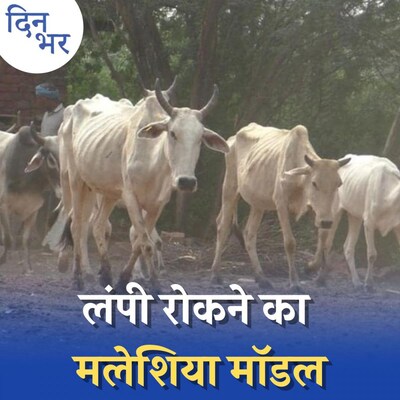 लंपी वायरस के बढ़ते खतरे के बीच क्या गाय का दूध सेफ़ है?: दिन भर, 13 सितंबर