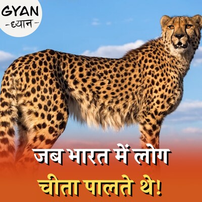 अफ्रीका से आए चीते भारत के माहौल में ढल पाएंगे?: ज्ञान ध्यान, Ep 548