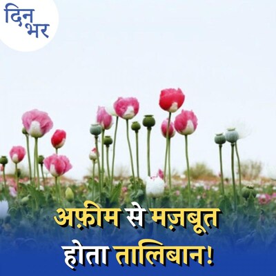अफ़ग़ानिस्तान में पैदा हो रही अफ़ीम दुनिया के लिए टेंशन क्यों है? : दिन भर, 4 नवंबर