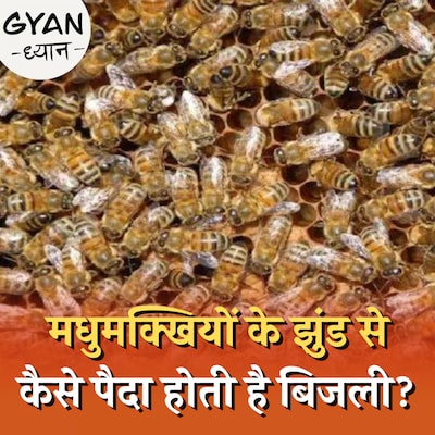 मधुमक्खियां डांस कर के अपने साथी को क्या बताती हैं?: ज्ञान ध्यान, Ep 587
