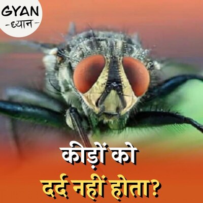 कीड़ों को दर्द होता है या नहीं, साइंस क्या कहता है? :ज्ञान ध्यान, Ep 626