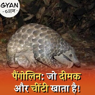 क्यों तस्करों का सबसे फेवरेट जानवर है पैंगोलिन?: ज्ञान ध्यान, Ep 655