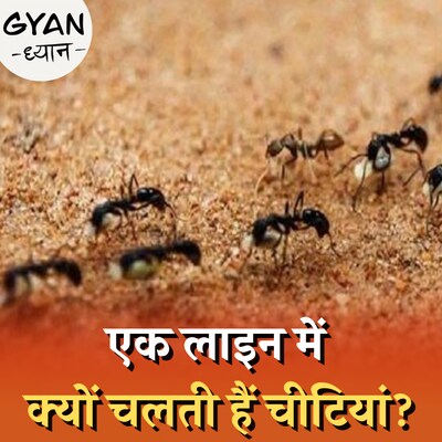 चीटिंयों के लाइन में चलने के पीछे की साइंस क्या है?: ज्ञान ध्यान, Ep 669