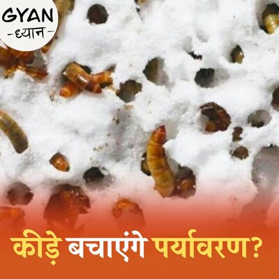 कई देश कीड़ों की खेती कर रहे हैं, इससे फायदा क्या है?: ज्ञान-ध्यान,Ep 706