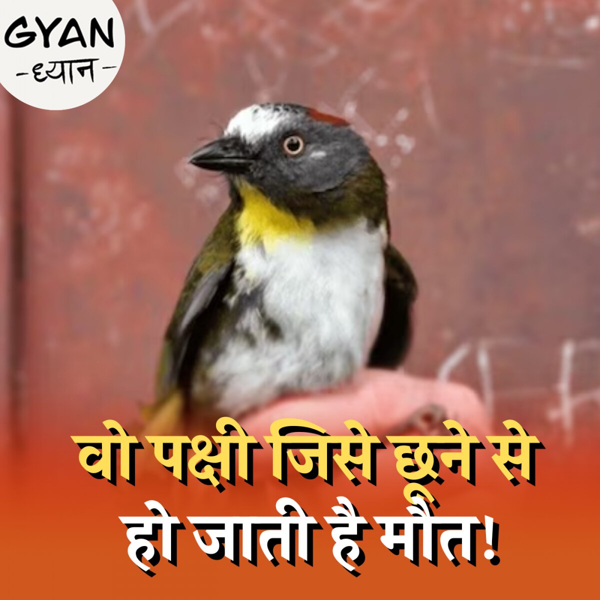 उस पक्षी के बारे में जानिए जो अपने पंखों में ज़हर लिए घूमता है :ज्ञान ध्यान, Ep 715